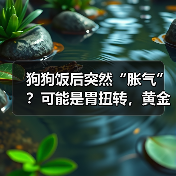 狗狗饭后胀气可能是胃扭转｜急救全攻略(图4)