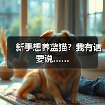 新手养蓝猫需知的三大要点｜饲养全攻略(图1)