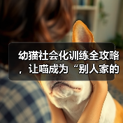 幼猫社会化训练全攻略｜让喵成为别人家的孩子(图2)