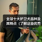 全球十大护卫犬品种推荐｜安全守护全攻略