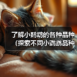小鹦鹉品种大全｜常见类型特点与养护指南(图4)