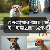 瑞辰每周之星评选结果｜优秀员工风采展示