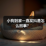小狗到家发抖原因及应对方法｜常见症状全解析(图2)