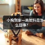 小狗到家发抖原因及应对方法｜常见症状全解析(图3)