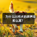 比格犬弃养率高原因解析｜养狗注意事项全攻略(图3)