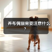 养布偶猫注意事项｜饮食毛发遗传病全攻略(图3)