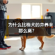 比格犬弃养率高原因解析｜养狗注意事项全攻略(图2)