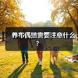养布偶猫注意事项｜饮食毛发遗传病全攻略(图2)