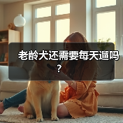 老龄犬是否需要每天遛｜科学遛狗全攻略(图2)