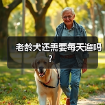 老龄犬是否需要每天遛｜科学遛狗全攻略