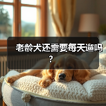 老龄犬是否需要每天遛｜科学遛狗全攻略(图3)