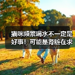 猫咪频繁喝水可能是肾病信号｜肾病早期症状识别指南