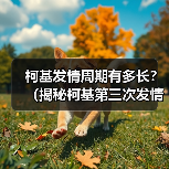 柯基第三次发情周期多久？科学管理全攻略