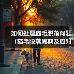 猫毛脱落周期与应对措施｜科学护理全攻略
