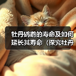 牡丹鹦鹉的寿命及如何延长其寿命(探究牡丹鹦鹉的平均寿命和寿命影响因素,提供延长鹦鹉寿命的建议)(图4) 牡丹鹦鹉寿命延长全攻略|科学饲养与健康养护技巧(图4)
