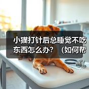 小猫打针后嗜睡拒食怎么办｜恢复食欲全攻略(图2)