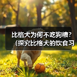 比格犬为何不吃狗粮?(探究比格犬的饮食习惯及注意事项)(图2) 比格犬不吃狗粮怎么办|饮食调整全攻略(图2)