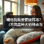 哪些狗狗需要拔耳毛?(不同品种犬的特点与耳毛清理方法)(图1) 哪些狗狗需要拔耳毛|耳毛清理实用指南(图1)