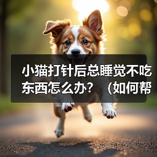 小猫打针后嗜睡拒食怎么办｜恢复食欲全攻略(图3)