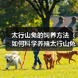 太行山兔的饲养方法(如何科学养殖太行山兔,让它们健康快乐地成长)(图2) 太行山兔科学养殖方法|健康快乐成长全攻略(图2)