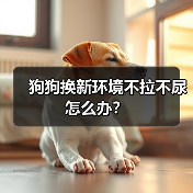 狗狗换新环境不拉不尿怎么办?(图2) 狗狗换环境不拉不尿怎么办|适应期应对全攻略(图2)