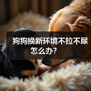狗狗换环境不拉不尿怎么办｜适应期应对全攻略