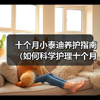 十个月小泰迪养护指南(如何科学护理十个月大的泰迪狗?)(图4) 十个月泰迪科学养护指南|全面实用技巧分享(图4)