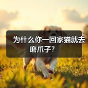 猫咪回家磨爪子原因解析｜宠物日常行为指南(图4)