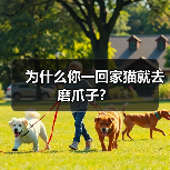 猫咪回家磨爪子原因解析｜宠物日常行为指南(图1)