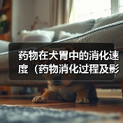 犬胃药物消化速度解析及影响因素｜实用指南(图3)