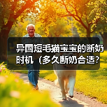 异国短毛猫宝宝的断奶时机(多久断奶合适?)(图3) 异国短毛猫断奶时机指南|科学喂养全解析(图3)