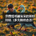 异国短毛猫宝宝的断奶时机(多久断奶合适?)(图4) 异国短毛猫断奶时机指南|科学喂养全解析(图4)