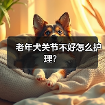 老年犬关节不好怎么护理?(图4) 老年犬关节护理方法|实用指南(图4)