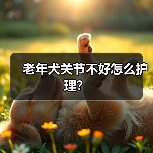 老年犬关节不好怎么护理?(图2) 老年犬关节护理方法|实用指南(图2)