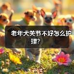 老年犬关节不好怎么护理?(图3) 老年犬关节护理方法|实用指南(图3)