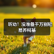 听劝!没准备千万别轻易养柯基(图2) 没准备别养柯基|养柯基注意事项全攻略(图2)