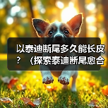 以泰迪断尾多久能长皮?(探索泰迪断尾愈合时间及注意事项)(图1) 泰迪断尾愈合时间及护理要点|宠物术后恢复全攻略(图1)