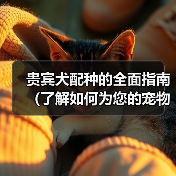 贵宾犬配种的全面指南(了解如何为您的宠物贵宾犬选择合适的伴侣)(图4) 贵宾犬配种指南|如何选择合适伴侣全攻略(图4)