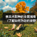 贵宾犬配种的全面指南(了解如何为您的宠物贵宾犬选择合适的伴侣)(图3) 贵宾犬配种指南|如何选择合适伴侣全攻略(图3)