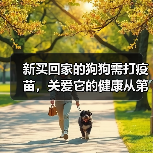 新买回家的狗狗需打疫苗,关爱它的健康从第一针开始(了解狗狗疫苗接种时机,让它免受疾病侵害)(图1) 新买狗狗疫苗接种指南|第一针到终身保护全解析(图1)