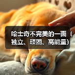哈士奇不完美的一面(独立、顽固、高能量)(图4) 哈士奇缺点全解析|独立顽固高能量宠物注意事项(图4)