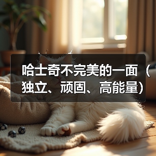 哈士奇不完美的一面(独立、顽固、高能量)(图1) 哈士奇缺点全解析|独立顽固高能量宠物注意事项(图1)