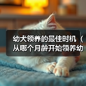 幼犬领养最佳时机｜4-16周社交化全攻略(图2)