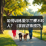 如何训练爱尔兰梗不咬人?(掌握这些技巧,让你的宠物更友善)(图4) 训练爱尔兰梗不咬人技巧|友善宠物养成全攻略(图4)