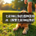 七彩神仙鱼的品种及特点(探索七彩神仙鱼的世界,了解不同品种的魅力)(图4) 七彩神仙鱼品种大全|观赏鱼养殖实用指南(图4)
