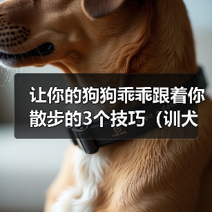 让你的狗狗乖乖跟着你散步的3个技巧(训犬师教你如何训练狗狗一起享受散步的乐趣)(图2) 狗狗散步训练技巧|如何让狗狗乖乖跟你走(图2)