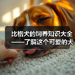 比格犬的饲养知识大全——了解这个可爱的犬种(比格犬好养吗?细致了解它们的饲养需求)(图4) 比格犬饲养全攻略|好养吗?核心需求解析(图4)