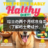 哈士奇两个月标准身高(了解哈士奇成长,从身高开始)(图2) 哈士奇两个月身高标准|成长监测全攻略(图2)