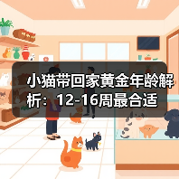 小猫带回家黄金年龄解析:12-16周最合适(图1) 小猫带回家黄金年龄解析|新手养猫全攻略(图1)