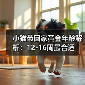 小猫带回家黄金年龄解析:12-16周最合适(图4) 小猫带回家黄金年龄解析|新手养猫全攻略(图4)